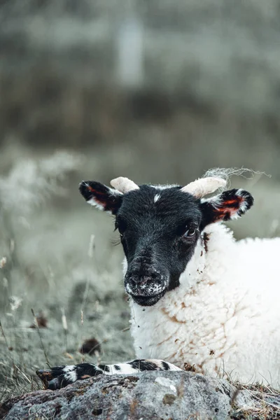 Portrait Beautiful Sheep Isle Skye Hebrides Scotland Tame Friendly Faces — ストック写真