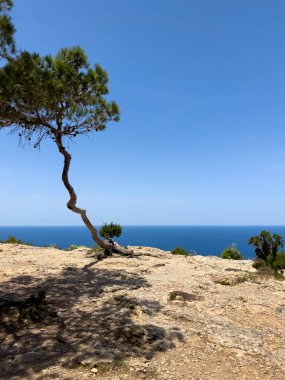 Mediteranean mood, a cliff in Ibiza, Balearic Islands, with dry soil, a crooked maritime pine in front of the vastity of a blue sea. 