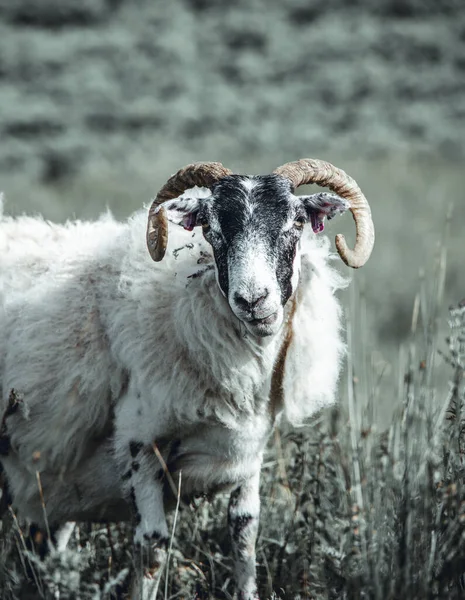 Portrait Beautiful Sheep Isle Skye Hebrides Scotland Tame Friendly Faces — Stockfoto