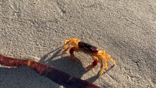 Hochwertige Filmaufnahmen Einer Kleinen Roten Krabbe Die Die Kamera Blickt — Stockvideo