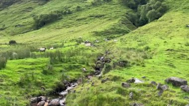 Su, İskoçya 'nın Skye Adası' ndaki Talisker Körfezi 'ndeki küçük bir dağ deresinde akıyor. Hayvanların otlaması, rahatlatıcı yaz atmosferi, yeşil cennet..