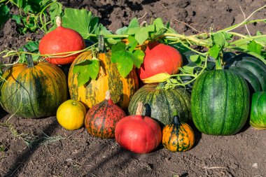 Bir sürü farklı renkte balkabağı. Farklı türde bir sürü balkabağı. Balkabağının güz hasadı. Köyde hasat..