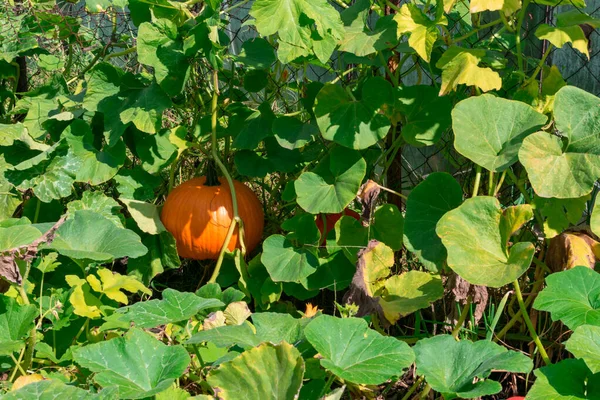 Одна зрелая оранжевая круглая тыква растет внутри зеленых листьев в саду. Концепция сбора тыквы осенью. — стоковое фото
