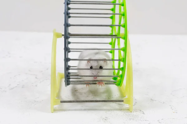 En söt vit husdjur - Dzungarian hamster sitter i en bur och ser. — Stockfoto