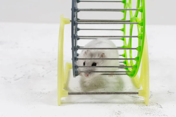 Beyaz sevimli bir evcil hayvan - Dzungarian hamsterı kafeste oturuyor ve bakıyor. — Stok fotoğraf