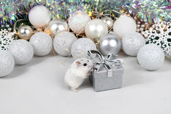 Белый джунгарский хомяк на подарочной коробке. Рождественская открытка с белыми и серебряными шариками, гирлянда, мишура, снежинки на размытом белом фоне. — стоковое фото