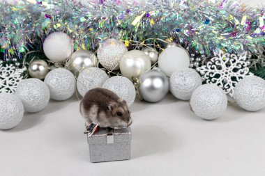 Beyaz Dzungarian hamsterı hediye kutusunda. Beyaz ve gümüş toplu Noel kartı, çelenk, süs, beyaz arka planda kar taneleri.