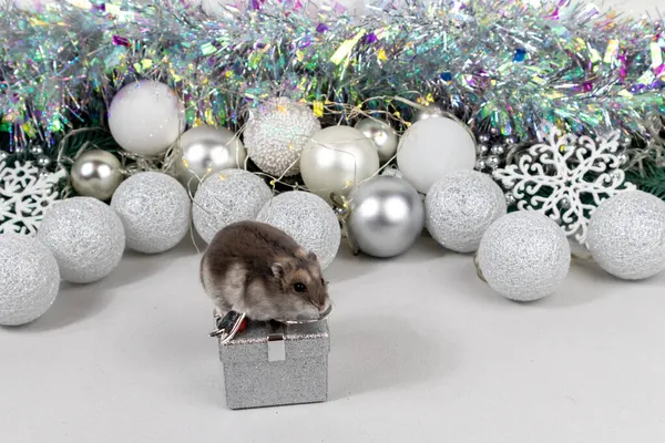 Vit Dzungarian hamster på en presentask. Julkort med vita och silver bollar, girland, tinsel, snöflingor på en suddig vit bakgrund. — Stockfoto