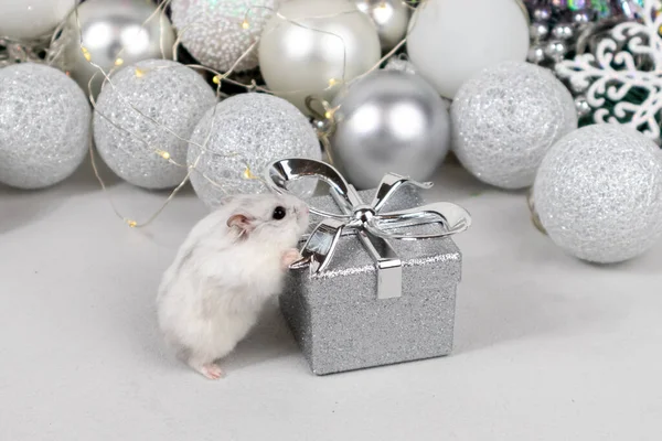Hamster Dzungarian branco em uma caixa de presente. Cartão de Natal com bolas brancas e prateadas, guirlanda, ouropel, flocos de neve em um fundo branco borrado. Close-up. — Fotografia de Stock