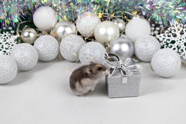 Açık kahverengi Dzungarian hamsterı gümüş bir hediye kutusunun yanında. Beyaz ve gümüş toplu Noel kartı, çelenk, süs, beyaz arka planda kar taneleri.