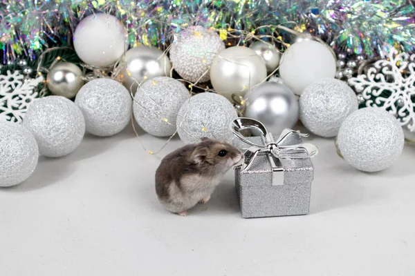 Светло-коричневый джунгарский хомяк возле серебряной подарочной коробки. Рождественская открытка с белыми и серебряными шариками, гирлянда, мишура, снежинки на размытом белом фоне. — стоковое фото