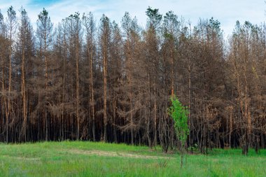 Yanmış kozalaklı bir ormanın arka planında genç bir yaprak döken ağaç. Kozalaklı ağaçlar, yeşil çimenlerin arka planında çıkan yangında yanıp kül oldu. Orman yangınları sorunu.