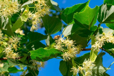 Yeşil yapraklı dallardaki ıhlamur çiçekleri mavi gökyüzünün arka planına karşı. Yaz çiçekleri.