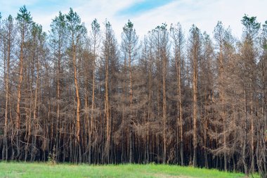 Yangından bir yıl sonra kozalaklı orman. Kozalaklı ağaçlar, yeşil çimenlerin arka planında çıkan yangında yanıp kül oldu. Orman yangınları sorunu.