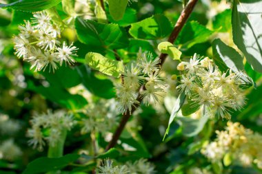 Ağaçların dallarındaki ıhlamur çiçekleri.