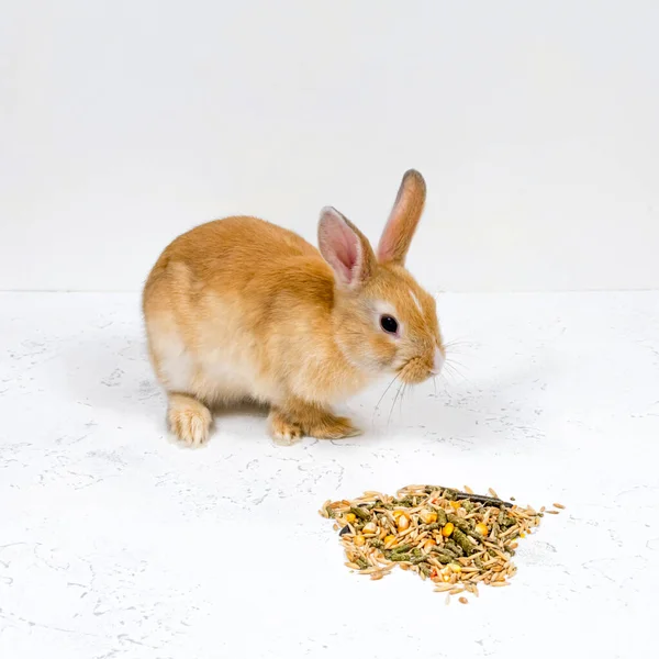 Beyaz arka planda yemeğin yanında oturan kızıl tavşan. Yazı için uygun bir yer. Kartpostalın temeli. — Stok fotoğraf