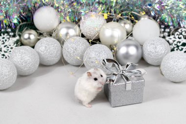 Beyaz Dzungarian hamsterı hediye kutusunun yanında. Beyaz ve gümüş toplu Noel kartı, çelenk, süs, bulanık beyaz arka planda kar taneleri. Yakın plan..