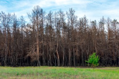 Yanmış kozalaklı bir ormanın arka planında genç bir yaprak döken ağaç. Kozalaklı ağaçlar, yeşil çimenlerin arka planında çıkan yangında yanıp kül oldu. Orman yangınları sorunu.