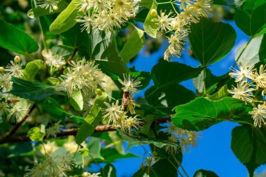 Yeşil yapraklı dallardaki ıhlamur çiçekleri mavi gökyüzünün arka planına karşı. Yaz çiçekleri.