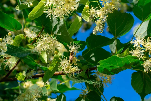 Yeşil yapraklı dallardaki ıhlamur çiçekleri mavi gökyüzünün arka planına karşı. Yaz çiçekleri.