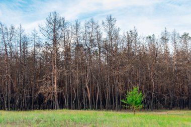 Yangından bir yıl sonra kozalaklı orman. Kozalaklı ağaçlar, yeşil çimenlerin arka planında çıkan yangında yanıp kül oldu. Orman yangınları sorunu.