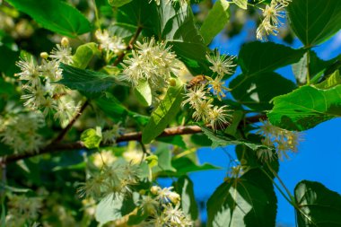 Yeşil yapraklı dallardaki ıhlamur çiçekleri mavi gökyüzünün arka planına karşı. Yaz çiçekleri.
