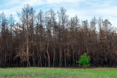 Yanmış kozalaklı bir ormanın arka planında genç bir yaprak döken ağaç. Kozalaklı ağaçlar, yeşil çimenlerin arka planında çıkan yangında yanıp kül oldu. Orman yangınları sorunu.