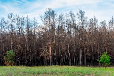 Yanmış kozalaklı bir ormanın arka planında genç bir yaprak döken ağaç. Kozalaklı ağaçlar, yeşil çimenlerin arka planında çıkan yangında yanıp kül oldu. Orman yangınları sorunu.