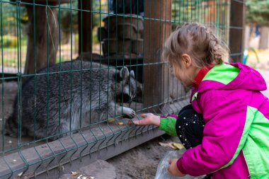 Kız hayvanat bahçesinde rakunları besliyor. Bir çocuk hayvanat bahçesindeki kafeste bir rakunu besler. Hayvanat bahçesindeki rakun. Eller yiyecek sağlar. Seçici odak