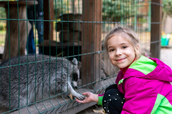 A rapariga alimenta guaxinins no zoo. Uma criança alimenta um guaxinim em uma gaiola no zoológico da cidade. Guaxinim no zoológico. As mãos fornecem comida. Foco seletivo — Fotografia de Stock