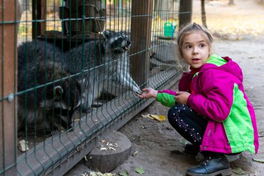 Kız hayvanat bahçesinde rakunları besliyor. Bir çocuk hayvanat bahçesindeki kafeste bir rakunu besler. Hayvanat bahçesindeki rakun. Eller yiyecek sağlar. Seçici odak