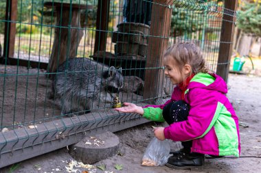 Kız hayvanat bahçesinde rakunları besliyor. Bir çocuk hayvanat bahçesindeki kafeste bir rakunu besler. Hayvanat bahçesindeki rakun. Eller yiyecek sağlar. Seçici odak