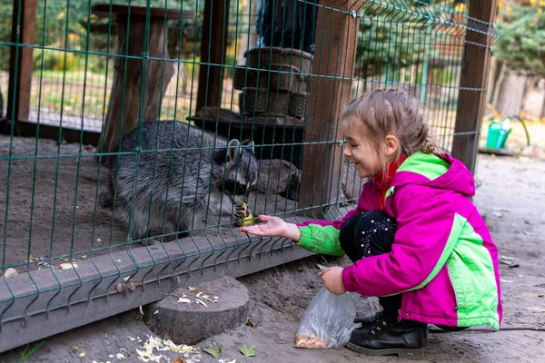 Kız hayvanat bahçesinde rakunları besliyor. Bir çocuk hayvanat bahçesindeki kafeste bir rakunu besler. Hayvanat bahçesindeki rakun. Eller yiyecek sağlar. Seçici odak