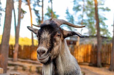 Goat face close-up. A funny goat looks out from behind a wooden fence. The head of a brown goat is pulled over the fence.