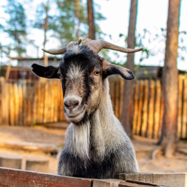 Goat face close-up. A funny goat looks out from behind a wooden fence. The head of a brown goat is pulled over the fence.