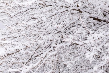 White snow on tree branches close-up. Abstract winter background of branches in the snow. Landscape wallpapers. Nature photo.