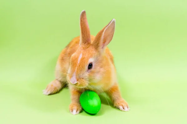 Osterhase in Nahaufnahme mit einem grün gefärbten Ei auf grünem Hintergrund. Osterferienkonzept. — Stockfoto