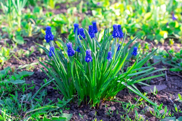 푸른 사스카 리 꽃으로 이루어진 밝고 아름다운 관목 이 다 차에서 햇빛을 받아 희미 한 배경을 이루고 있다. 선택적 초점 — 스톡 사진