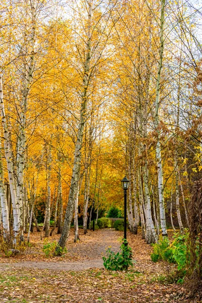 Estrada de floresta de outono entre vidoeiros. Paisagem de outono de um bosque de vidoeiro. — Fotografia de Stock