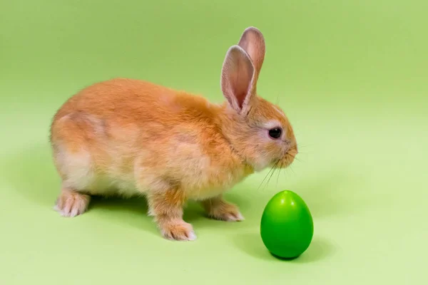 Osterhase in Nahaufnahme mit einem grünen Ei auf grünem Hintergrund. Osterferienkonzept. Platz für eine Inschrift. — Stockfoto