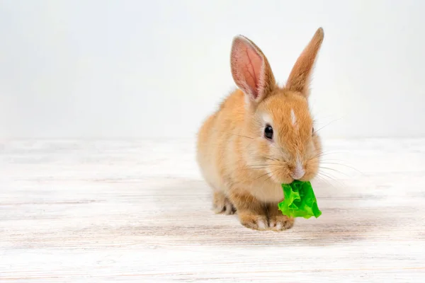 En liten röd kanin tuggar ett grönt gräsblad på en vit bakgrund. Plats för inskription. Utfodring av tamkaniner. — Stockfoto