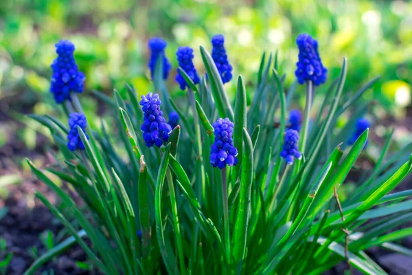 Un bel cespuglio luminoso di fiori blu muscari alla dacia sotto i raggi del sole su uno sfondo sfocato. Focus selettivo — Foto Stock