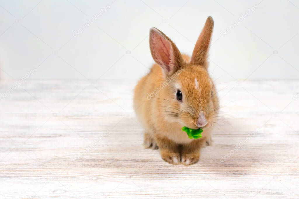 A small red rabbit chews a green leaf of grass on a white background. Place for an inscription. Feeding domestic rabbits.
