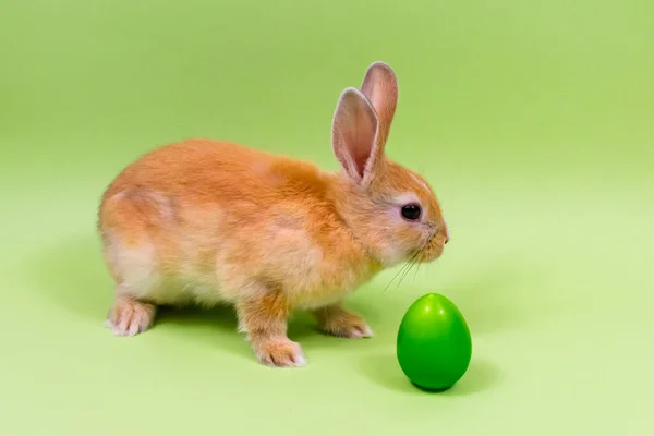 Osterhase in Nahaufnahme mit einem grünen Ei auf grünem Hintergrund. Osterferienkonzept. Platz für eine Inschrift. — Stockfoto