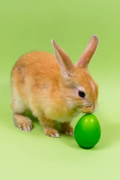 Kaninchen-Nahaufnahme mit einem grünen Ei auf grünem Hintergrund. Osterferienkonzept. — Stockfoto