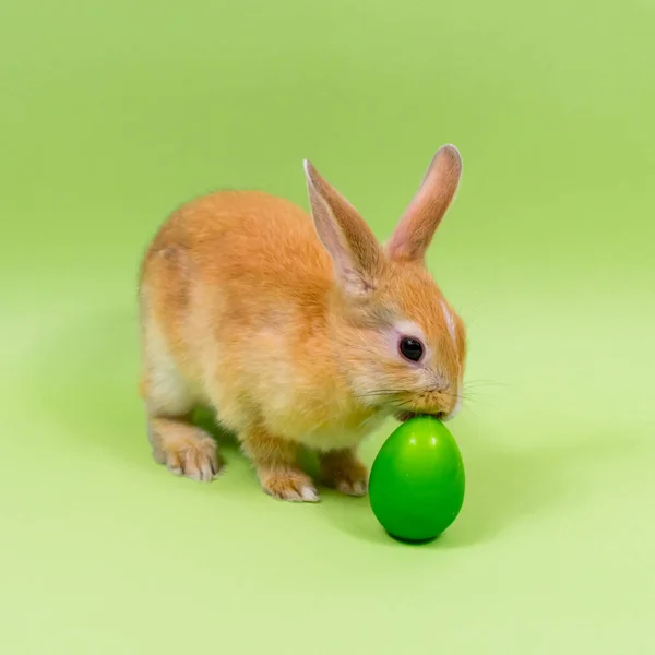 Easter bunny close-up with a green egg on a green background. Easter holiday concept. Place for an inscription. — Stock Photo, Image