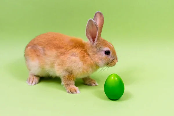 Velikonoční zajíček zblízka se zeleným vejcem na zeleném pozadí. Velikonoční prázdniny. Místo pro nápis. — Stock fotografie