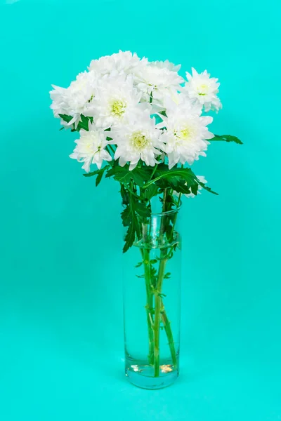 Bouquet de chrysanthèmes blancs dans un vase en verre sur fond bleu. Carte de la fête des mères. Belles fleurs de chrysanthème — Photo