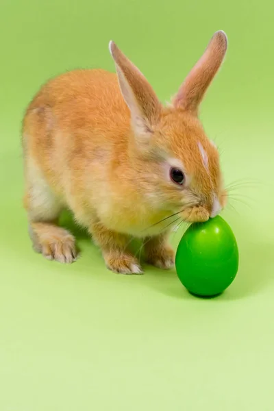 Velikonoční zajíček zblízka se zeleným vejcem na zeleném pozadí. Velikonoční prázdniny. — Stock fotografie