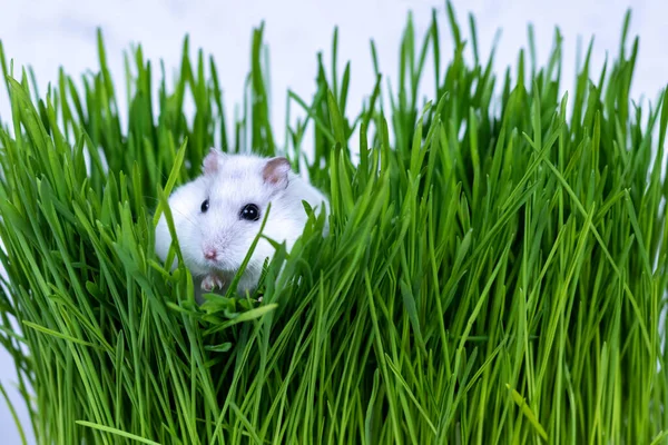 Vit Djungarisk hamster sitter i grönt gräs närbild. — Stockfoto